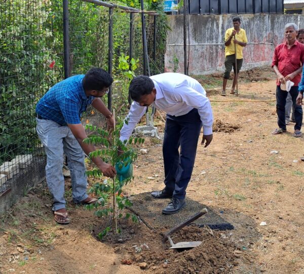 Plantation of Trees